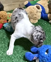 GiGi, a female Rat Terrier for sale in Stratton, CO – Photo 6 of 9