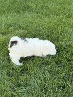 Prince, a male Poodle - Toy  for sale in Stratton, CO – 8 of 10
