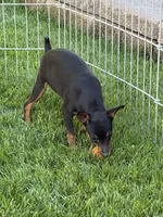 Buddy, a male Miniature Pinscher for sale in Stratton, CO – 3 of 7