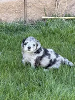 River, a female Shihpoo for sale in Stratton, CO – Photo 4 of 7