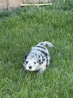 River, a female Shihpoo for sale in Stratton, CO – Photo 3 of 7