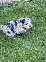 River, a female Shihpoo for sale in Stratton, CO – Photo 6 of 7