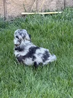 River, a female Shihpoo for sale in Stratton, CO – Photo 5 of 7