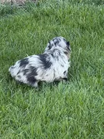 River, a female Shihpoo for sale in Stratton, CO – Photo 2 of 7