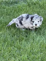River, a female Shihpoo for sale in Stratton, CO – Photo 7 of 7