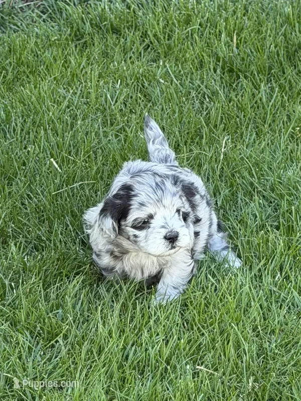 River – Shihpoo puppy for sale in Stratton, CO