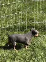 Chase, a male Miniature Pinscher for sale in Stratton, CO – 4 of 5