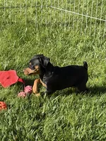 Chloe, a female Miniature Pinscher for sale in Stratton, CO – 3 of 5