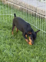 Buddy, a male Miniature Pinscher for sale in Stratton, CO – 5 of 7