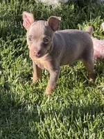Gordy, a male Miniature Pinscher for sale in Stratton, CO – 2 of 4