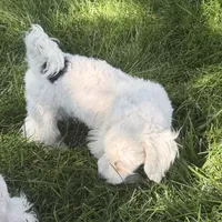Fancy, a female Shihpoo for sale in Stratton, CO – 2 of 7