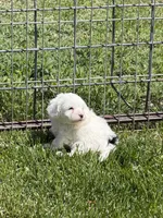 Fancy, a female Shihpoo for sale in Stratton, CO – 6 of 6