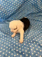 Obi, a male Shihpoo for sale in Stratton, CO – 2 of 7