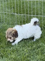 Lily, a female Shihpoo for sale in Stratton, CO – 2 of 5