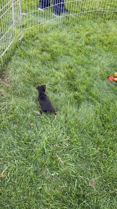 Gus, a male Miniature Pinscher for sale in Stratton, CO – 5 of 5