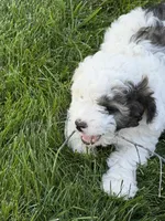 Prince, a male Poodle - Toy  for sale in Stratton, CO – 4 of 10
