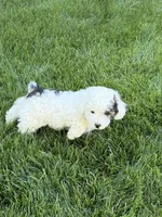 Prince, a male Poodle - Toy  for sale in Stratton, CO – 2 of 10