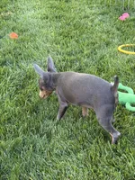 Buster, a male Miniature Pinscher for sale in Stratton, CO – 6 of 9