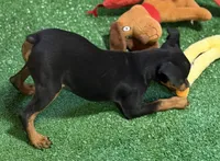 Gus, a male Miniature Pinscher for sale in Stratton, CO – 4 of 9