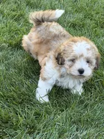 Layla, a female Shihpoo for sale in Stratton, CO – 3 of 3