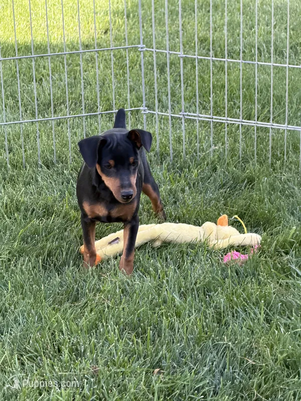 Bentley – Miniature Pinscher puppy for sale in Stratton, CO