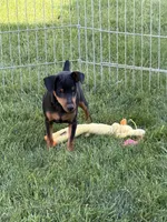 Bentley, a male Miniature Pinscher for sale in Stratton, CO – 1 of 5