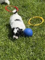 Frannie, a female Shihpoo for sale in Stratton, CO – 4 of 8