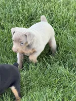 Bengi, a male Miniature Pinscher for sale in Stratton, CO – 1 of 5