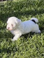 Casper, a male Shihpoo for sale in Stratton, CO – 6 of 7