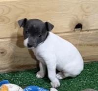 Gabby, a female Rat Terrier for sale in Stratton, CO – Photo 7 of 8