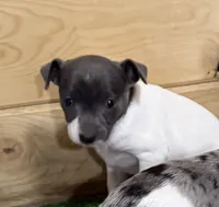 Gabby, a female Rat Terrier for sale in Stratton, CO – Photo 8 of 8