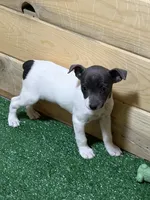 Gabby, a female Rat Terrier for sale in Stratton, CO – Photo 6 of 8