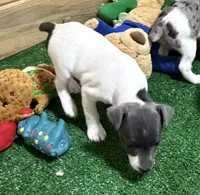 Gabby, a female Rat Terrier for sale in Stratton, CO – Photo 4 of 8