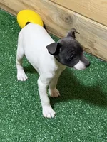 Gabby, a female Rat Terrier for sale in Stratton, CO – Photo 2 of 8