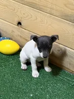 Gabby, a female Rat Terrier for sale in Stratton, CO – Photo 5 of 8