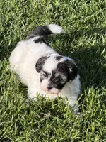 Caine, a male Shihpoo for sale in Stratton, CO – 5 of 6