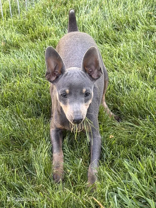 Buster – Miniature Pinscher puppy for sale in Stratton, CO