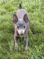 Buster, a male Miniature Pinscher for sale in Stratton, CO – 3 of 9