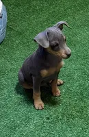 Toby, a male Miniature Pinscher for sale in Stratton, CO – 3 of 8