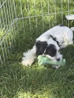 Cisco, a male Shihpoo for sale in Stratton, CO – 8 of 10