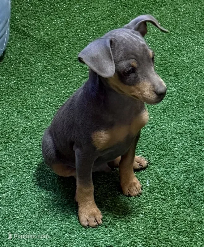 Toby – Miniature Pinscher puppy for sale in Stratton, CO