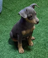 Toby, a male Miniature Pinscher for sale in Stratton, CO – 1 of 8
