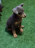 Toby, a male Miniature Pinscher for sale in Stratton, CO – 2 of 8