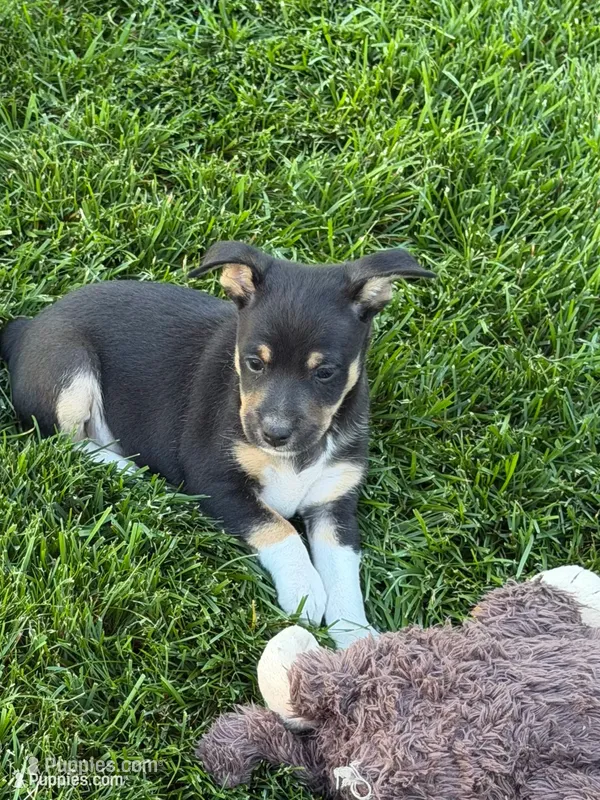 Zorro – Rat Terrier puppy for sale in Stratton, CO