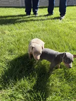 Peter, a male Miniature Pinscher for sale in Stratton, CO – Photo 5 of 5