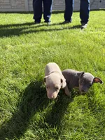 Peter, a male Miniature Pinscher for sale in Stratton, CO – Photo 3 of 5