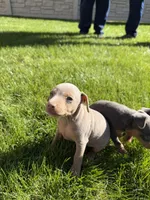 Peter, a male Miniature Pinscher for sale in Stratton, CO – Photo 2 of 5