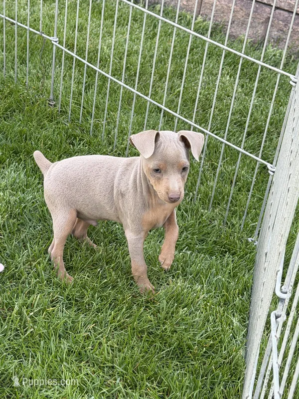 Peter – Miniature Pinscher puppy for sale in Stratton, CO