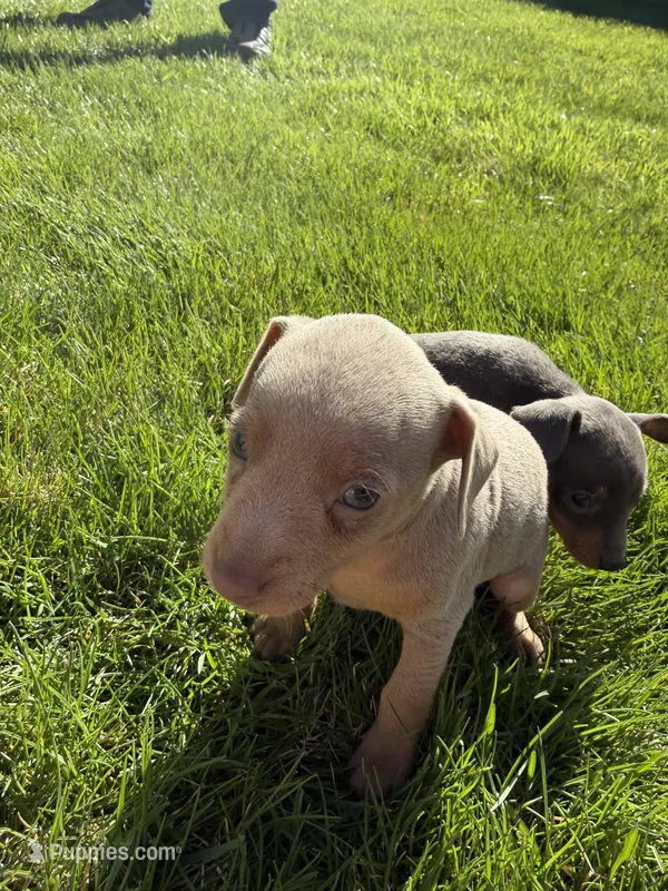 Peter, a male Miniature Pinscher for sale in Stratton, CO – Photo 1 of 5