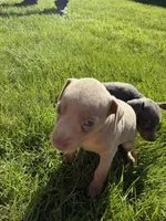 Peter, a male Miniature Pinscher for sale in Stratton, CO – Photo 1 of 5